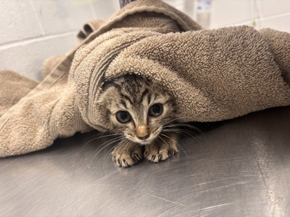 Shelter Stray Female Cat last seen Near Frederick Ave., 21229, MD, 2490 Giles Rd, Baltimore, MD 21225, USA