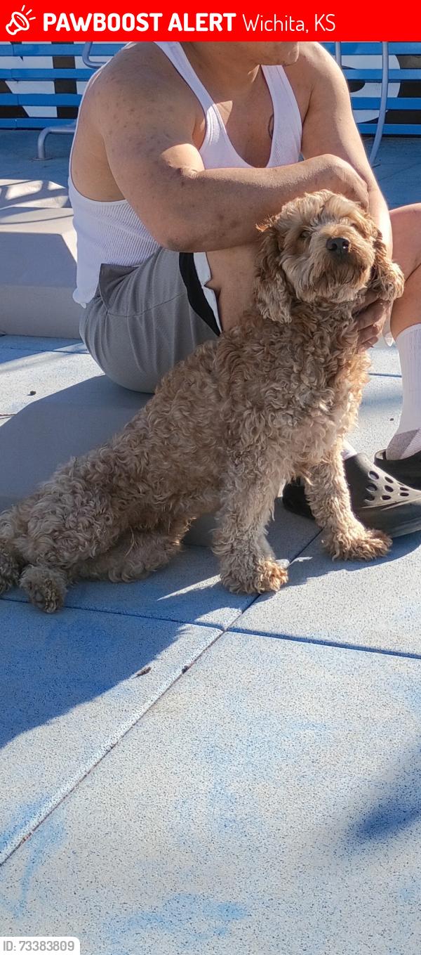 Lost Male Dog last seen Near ross parkway 67210, Wichita, KS 67210
