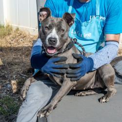 Shelter Stray Female Dog last seen Near Central Drive Stone Mountain, GA 30083, 30083, GA, 3280 Chamblee Dunwoody Rd, Chamblee, GA 30341, USA