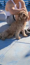 Lost Male Dog last seen Near ross parkway 67210, Wichita, KS 67210