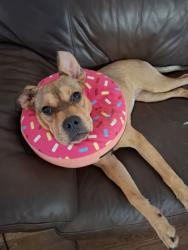 Shelter Stray Female Dog last seen Near Johnson Dr, Stone Mountain, GA 30087, 30087, GA, 3280 Chamblee Dunwoody Rd, Chamblee, GA 30341, USA