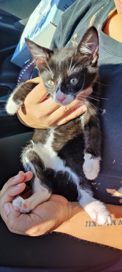 Shelter Stray Male Cat last seen Near Winters Chapel Rd Apt #1714 Atlanta GA 30360, 30360, GA, 3280 Chamblee Dunwoody Rd, Chamblee, GA 30341, USA