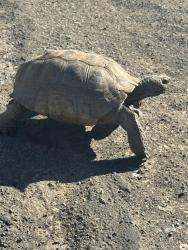 Found/Stray Unknown Reptile last seen Heron avenure, El Cajon, CA 92020