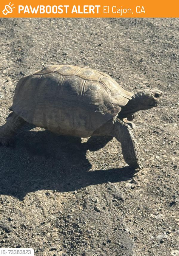 Found/Stray Unknown Reptile last seen Heron avenure, El Cajon, CA 92020
