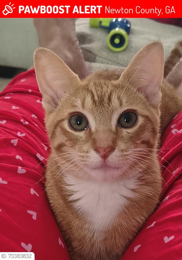 Lost Male Cat last seen Parr Farm road, Newton County, GA 30016