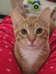 Lost Male Cat last seen Parr Farm road, Newton County, GA 30016