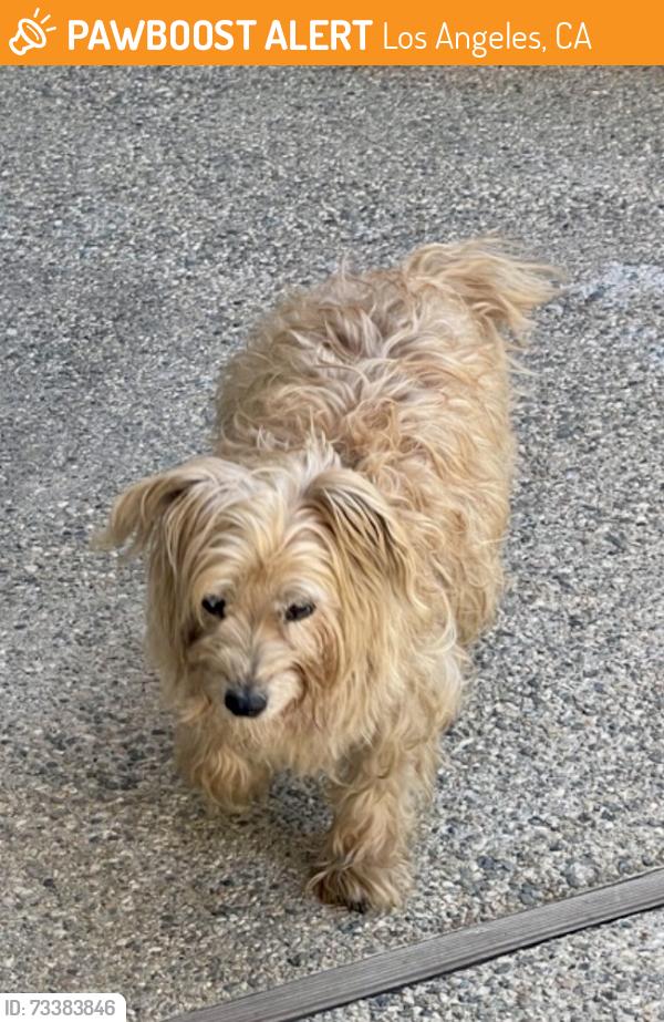 Found/Stray Male Dog last seen 3rd/San Pedro Los Angeles Little Tokyo, Los Angeles, CA 90013