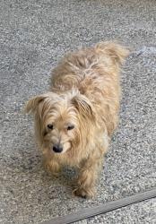 Found/Stray Male Dog last seen 3rd/San Pedro Los Angeles Little Tokyo, Los Angeles, CA 90013