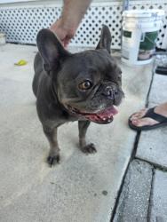 Reunited Female Dog last seen Tangelo Avenue, West Palm Beach, FL 33406