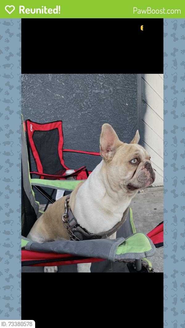 Reunited Male Dog last seen Maywood, CA 90270, USA, Maywood, CA 90270