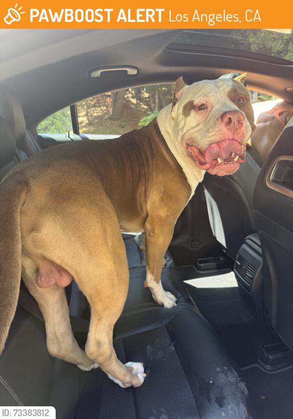 Found/Stray Male Dog last seen Canoga Avenue and Golondrina Street, Los Angeles, CA 91364
