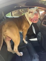 Found/Stray Male Dog last seen Canoga Avenue and Golondrina Street, Los Angeles, CA 91364