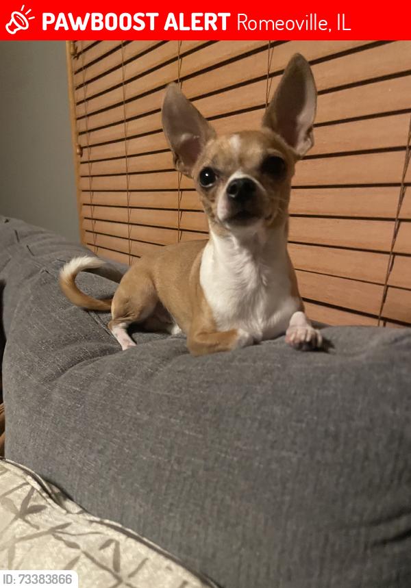 Lost Male Dog last seen Georgetown ave and heritage pwky, Romeoville, IL 60446