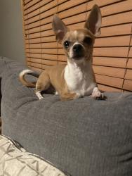 Lost Male Dog last seen Georgetown ave and heritage pwky, Romeoville, IL 60446