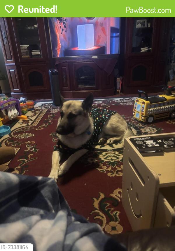Reunited Male Dog last seen By youth for tomorrow and Harris teeter, Nokesville, VA 20181