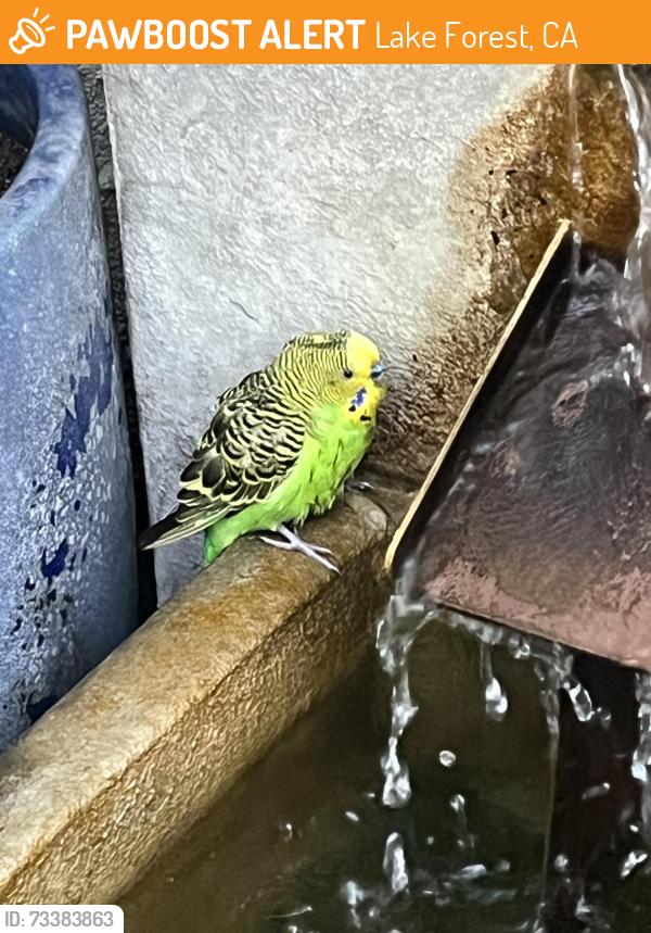 Found/Stray Unknown Bird last seen north hills, Lake Forest, CA 92630