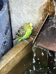 Found/Stray Unknown Bird last seen north hills, Lake Forest, CA 92630