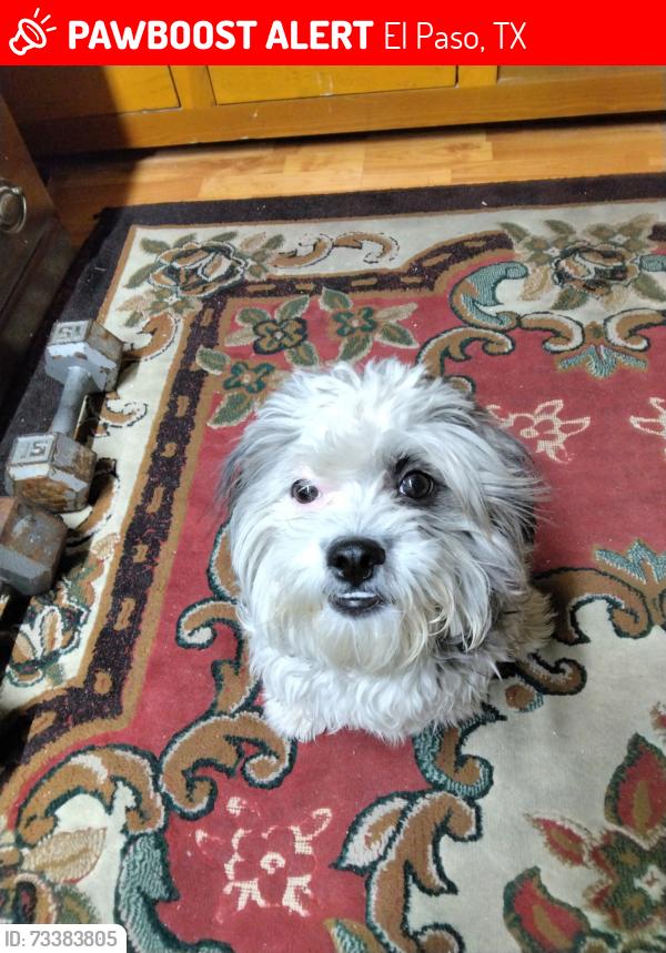 Lost Male Dog last seen Crossing the Newman Park, El Paso, TX 79930