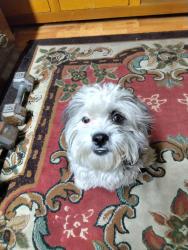 Lost Male Dog last seen Crossing the Newman Park, El Paso, TX 79930