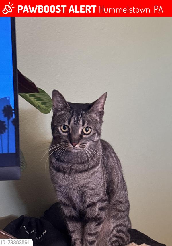 Lost Male Cat last seen Deer run, Hummelstown, PA 17036