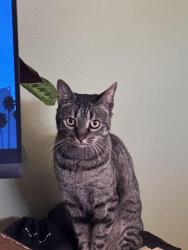 Lost Male Cat last seen Deer run, Hummelstown, PA 17036