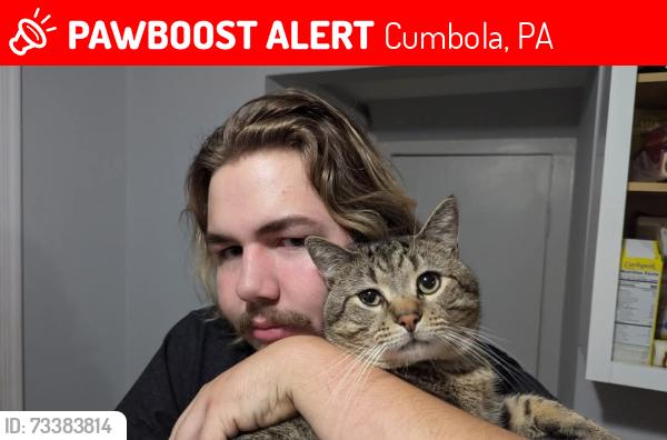 Lost Male Cat last seen Dodd street in five points, Cumbola, PA 17930