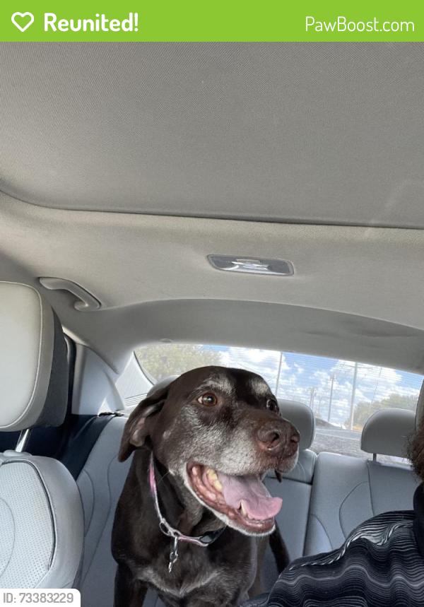 Reunited Female Dog last seen Near Fuller Wiser Rd, Euless, TX 76039, USA, Euless, TX 76039