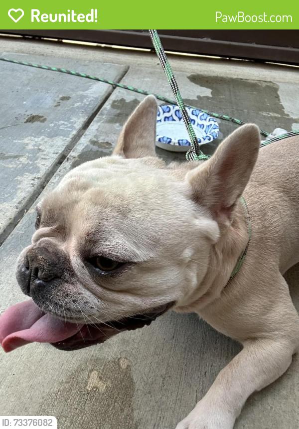 Reunited Male Dog last seen Springer/Christopherson area Turlock, Turlock, CA 95381