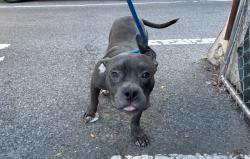 Shelter Stray Male Dog last seen Apt 1A,857 Schenck Avenue, BROOKLYN, NY, 11207, 326 E 110th St, New York, NY 10029, USA