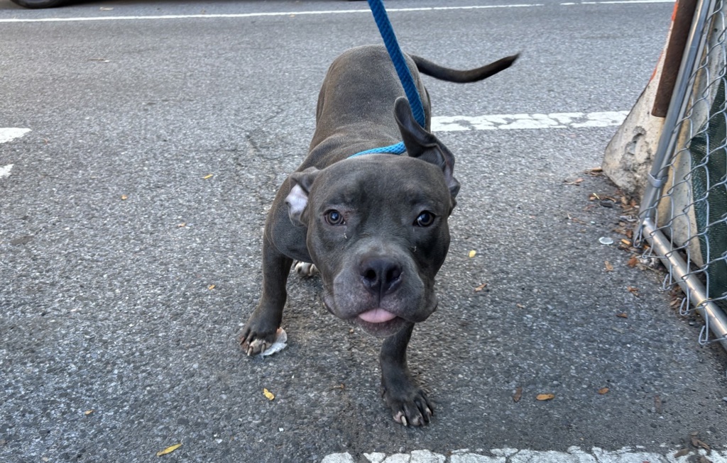 Shelter Stray Male Dog last seen Apt 1A,857 Schenck Avenue, BROOKLYN, NY, 11207, 326 E 110th St, New York, NY 10029, USA