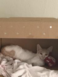 Reunited Male Cat last seen Park plaza apmts, Mountain View, CA 94040