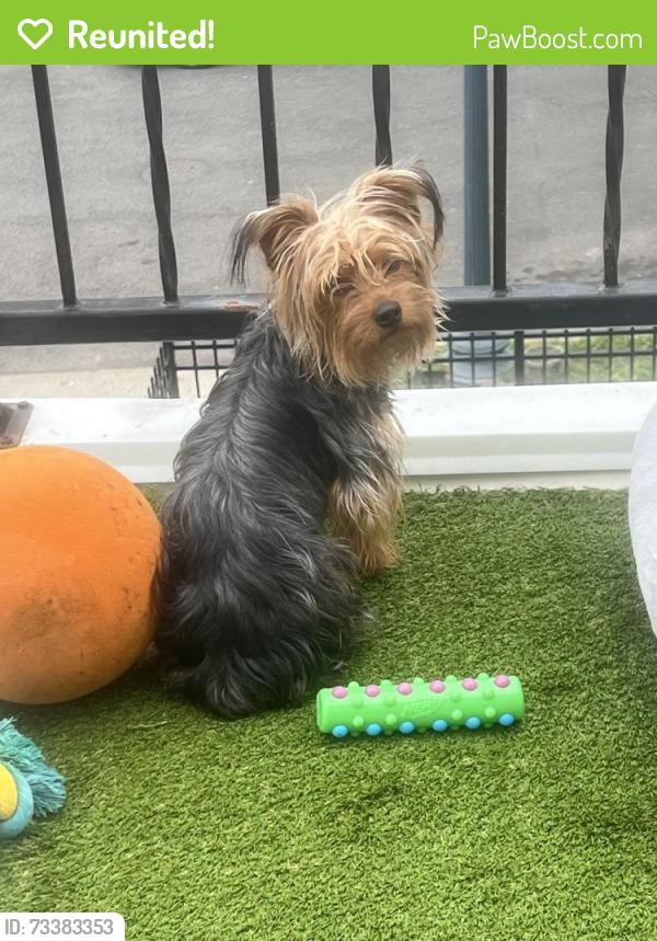Reunited Male Dog last seen 4th & Gallatin / Kansas Ave, Washington, DC 20011