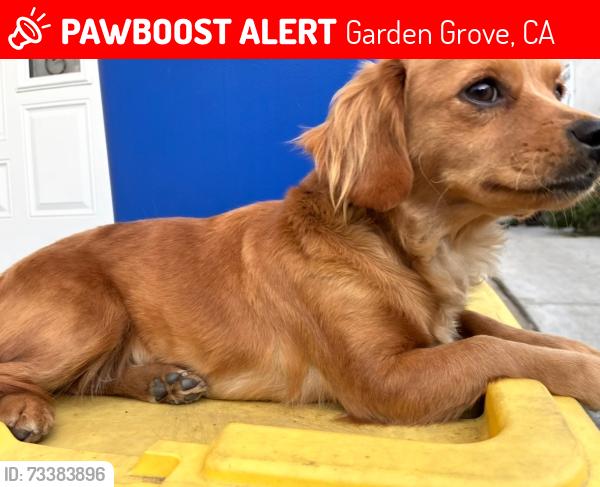 Lost Female Dog last seen Near hmstd pl garden grove CA 92840, Garden Grove, CA 92840
