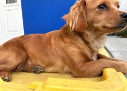 Lost Female Dog last seen Near hmstd pl garden grove CA 92840, Garden Grove, CA 92840