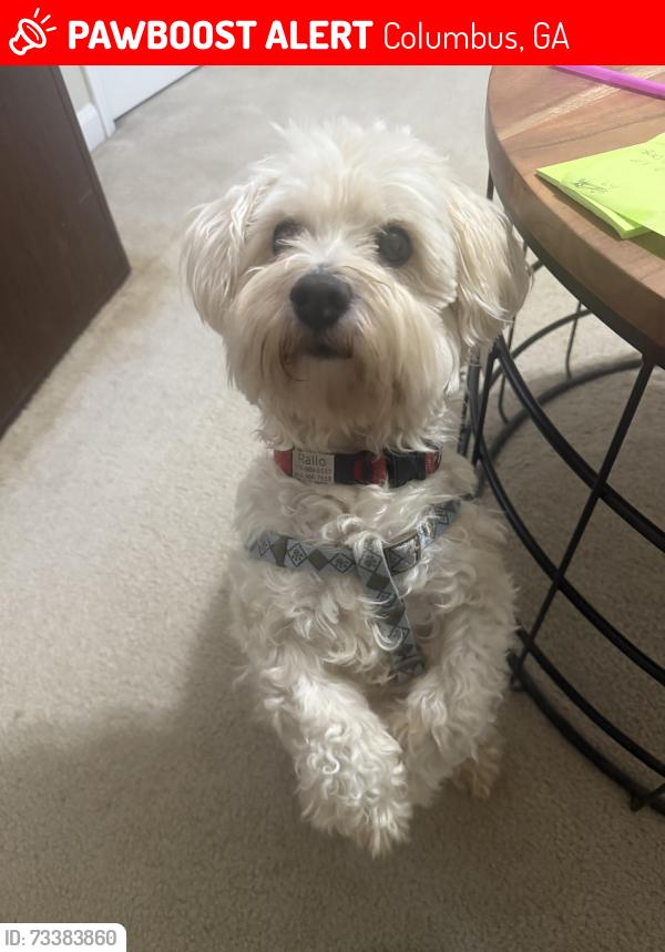 Lost Male Dog last seen Amber dr and valley brook rd and blueridge drive, Columbus, GA 31907