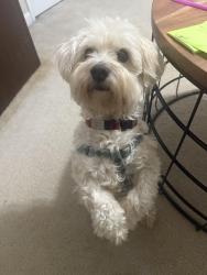Lost Male Dog last seen Amber dr and valley brook rd and blueridge drive, Columbus, GA 31907