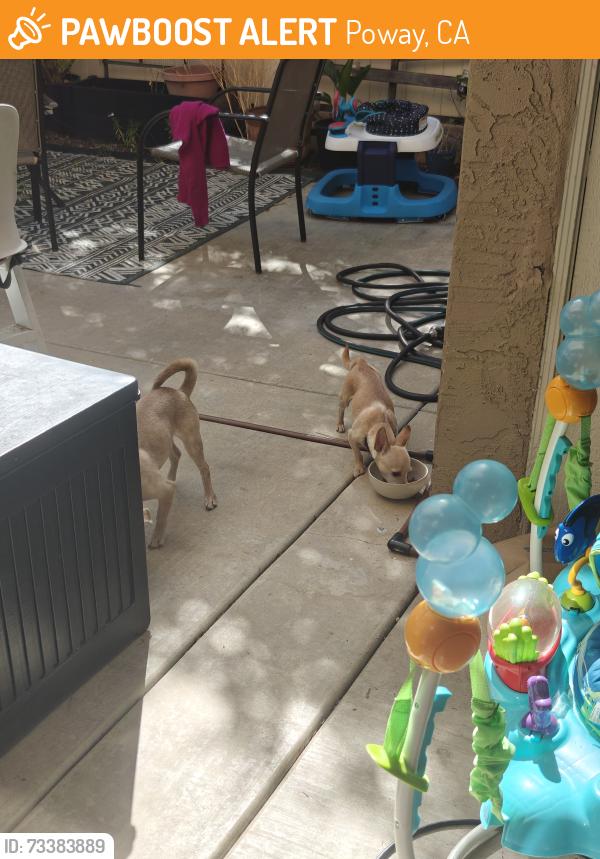 Found/Stray Female Dog last seen Near mulberry Tree Lane, Poway, CA 92064