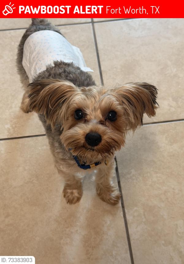 Lost Male Dog last seen Summerfields, Fort Worth, TX 76137