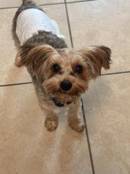 Lost Male Dog last seen Summerfields, Fort Worth, TX 76137