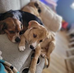 Lost Male Dog last seen Briggston and Bellflower, Columbus, OH 43204