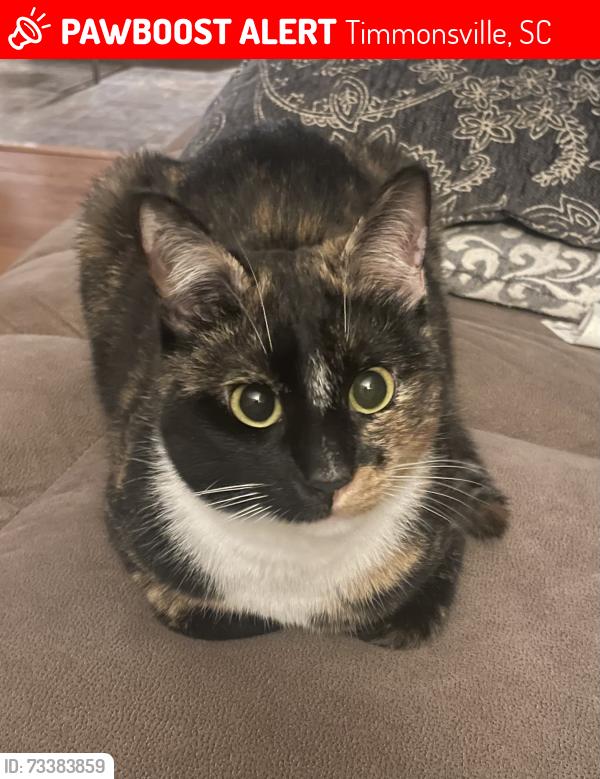 Lost Female Cat last seen Garner Road,Timmonsville SC, Timmonsville, SC 29161