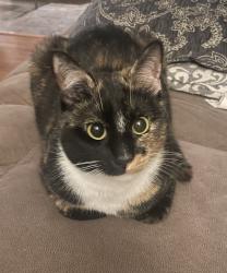 Lost Female Cat last seen Garner Road,Timmonsville SC, Timmonsville, SC 29161