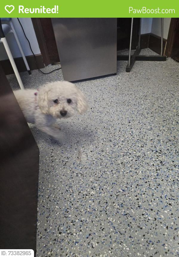 Reunited Male Dog last seen Irvington Library, Irvington, NJ 07111