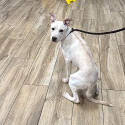 Shelter Stray Male Dog last seen , 124 Evergreen Ave, Newark, NJ 07114, USA