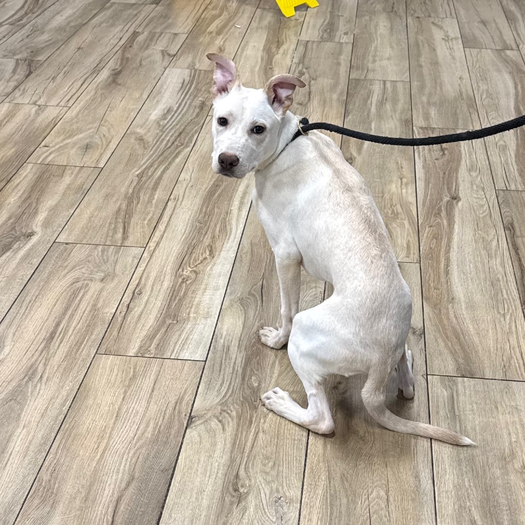 Shelter Stray Male Dog last seen , 124 Evergreen Ave, Newark, NJ 07114, USA