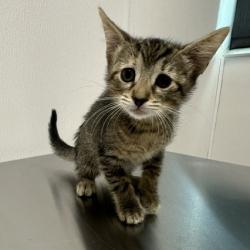 Shelter Stray Female Cat last seen , 3607 N Armenia Ave, Tampa, FL 33607, USA