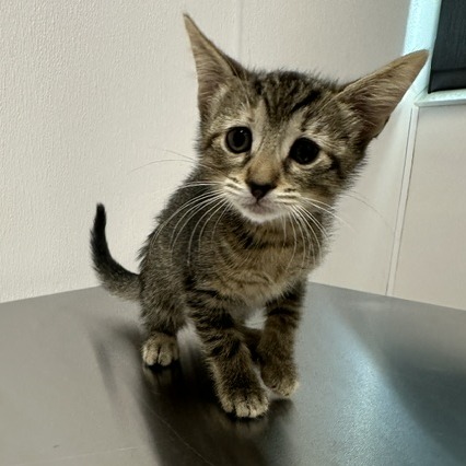 Shelter Stray Female Cat last seen , 3607 N Armenia Ave, Tampa, FL 33607, USA
