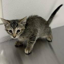 Shelter Stray Female Cat last seen , 3607 N Armenia Ave, Tampa, FL 33607, USA