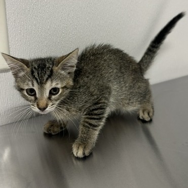 Shelter Stray Female Cat last seen , 3607 N Armenia Ave, Tampa, FL 33607, USA