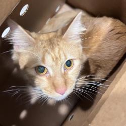 Shelter Stray Male Cat last seen , 3607 N Armenia Ave, Tampa, FL 33607, USA